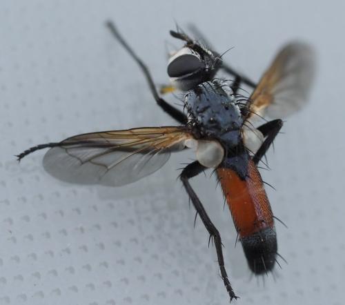 Cylindromyia auriceps